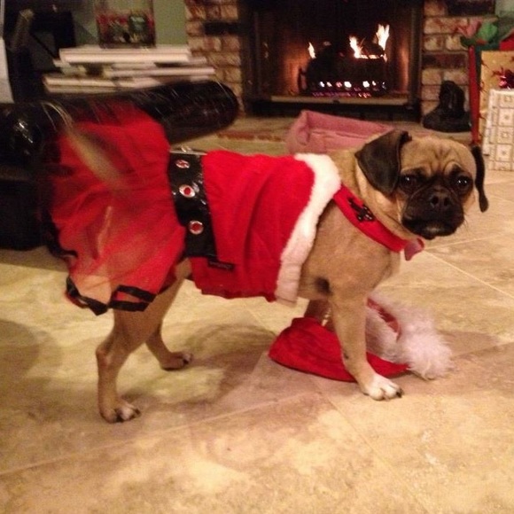 🆕 Santa Mrs. Clause Dog Costume - Sz Medium - Picture 1 of 5